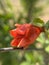 Pomegranate flowers