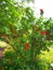 pomegranate flowers