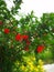 pomegranate flowers