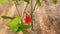 Pomegranate flowers and green leaves in nature.