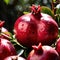 Pomegranate fresh raw organic fruit