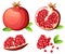 Pomegranate and fresh seeds of pomegranates. Vector illustration of opened pomegranate. Vector illustration for decorative poster,