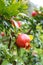 Pomegranate fruit