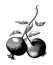 Pomegranate fruit branch hand drawing vintage engraving illustration on white background