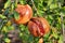 Pomegranate fruit closeup damaged by rains