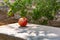 Pomegranate fruit lying at the grey concrete slab