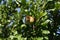 Pomegranate fruit matures on tree in summer