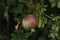 Pomegranate fruit matures on tree in summer