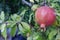 Pomegranate fruit in the park . Rosh-ha-shana Judaic celebrate.