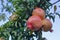 Pomegranate fruit in the park . Rosh-ha-shana Judaic celebrate.