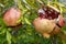 Pomegranate fruit, Punica granatum