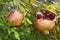 Pomegranate fruit, Punica granatum