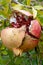 Pomegranate fruit, Punica granatum