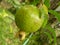 Pomegranate fruit ( Punica granatum l. ) of Sri Lanka