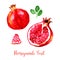 Pomegranate fruit red pink watercolor set images. Bright hand painted ripe isolated on white background. Collection in