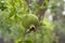 Pomegranate fruit ripens in the garden