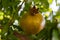 The pomegranate fruit ripens among the green leaves.