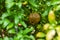 pomegranate fruit ripens on a tree branch in sunny weather