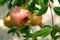 Pomegranate fruit on tree branch in the garden. The pomegranate ripens on the open branch