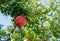 Pomegranate fruit on a tree branch sunny day