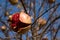 Pomegranate fruit on the tree: very ripe and open fruit, bright