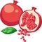 Pomegranate Fruit vector