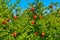 pomegranate fruits garden,pomegranate fruits close up view,agriculture of  pomegranate,colorful pomegranate fruits