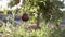 Pomegranate fruits growing on tree. Trees on the plantation. ,Red ripe pomegranate fruit on tree branch in the garden