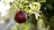 Pomegranate fruits growing on tree. Trees on the plantation. ,Red ripe pomegranate fruit on tree branch in the garden