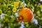 Pomegranate fruits on tree branch in tropical area.