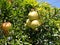 Pomegranate growing on a tree