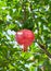 Pomegranate growing from the tree