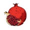 Pomegranate hand drawn fruits isolated