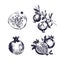 Pomegranate hand drawn set. Collection on white background, isolated fruit whole, cutaway, on a branch. Vector sketch