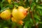 Pomegranate hanging between the branches and leaves of pomegranate is maturing