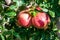 Pomegranate of Jabal Akhdhar, Nizwa, Oman