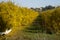 Pomegranate orchard in fall