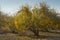 Pomegranate orchard in fall