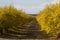 Pomegranate orchard in fall