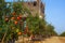 Pomegranate orchard in fall at Hanadiv valley northwest Israel