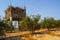 Pomegranate orchard in fall at Hanadiv valley northwest Israel