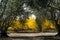 Pomegranate orchard in fall and an olive grove