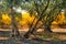 Pomegranate orchard in fall and an olive grove Hanadiv valley , Israel