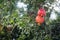 Pomegranate orchard with fruit