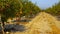 Pomegranate orchard in summer at Hanadiv valley northwest Israel.