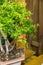 Pomegranate ordinary. Grade Punica pomegranate. bonsai Tree