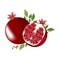 Pomegranate organic fruit illustration. Healthy food, vitamins, minerals vector illustration