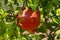 Pomegranate  in the park. Rosh-ha-Shana.