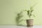 Pomegranate plant in pot on white table near light green wall, space for text