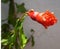 Pomegranate plant Reddish with flower and its leaves beautifully make leaf tea and healthy vitamin c great drink to soothe the